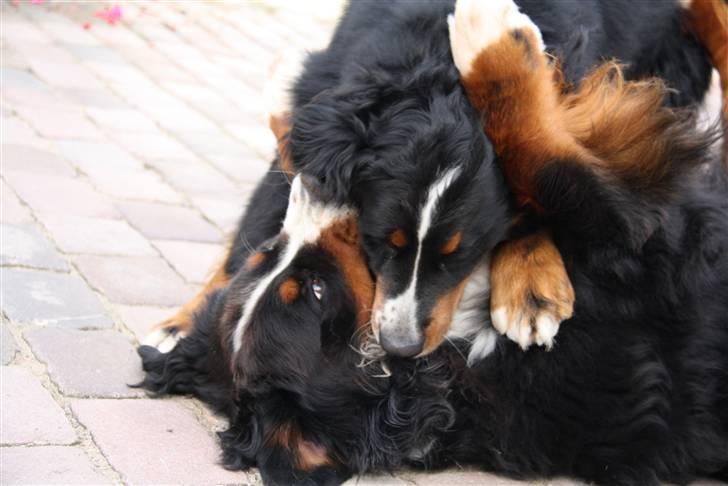 Berner sennenhund Lenesberner Holly<3 - holly billede 8