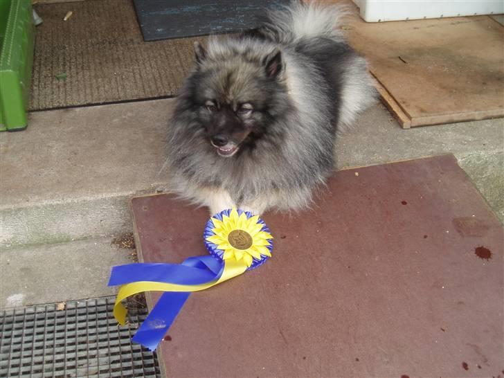 Keeshond Charlie - Denne rosette siger jeg er SECH billede 8