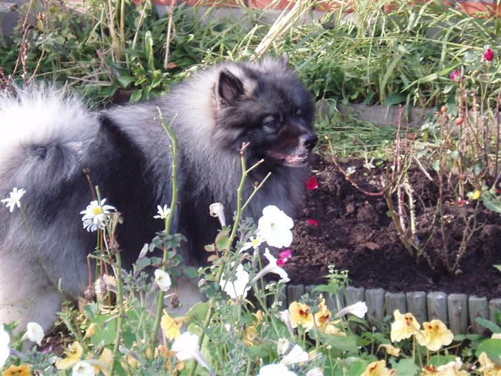 Keeshond Charlie - Jeg kan godt lide mors blomster billede 9