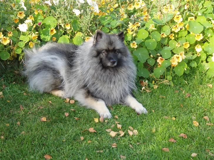 Keeshond Ciris - Jeg kan godt lide at ligge ved mors blomster billede 8