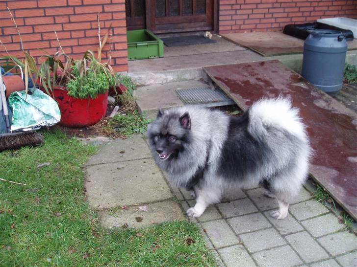 Keeshond Ciris - Far siger jeg er ved at blive smuk billede 9