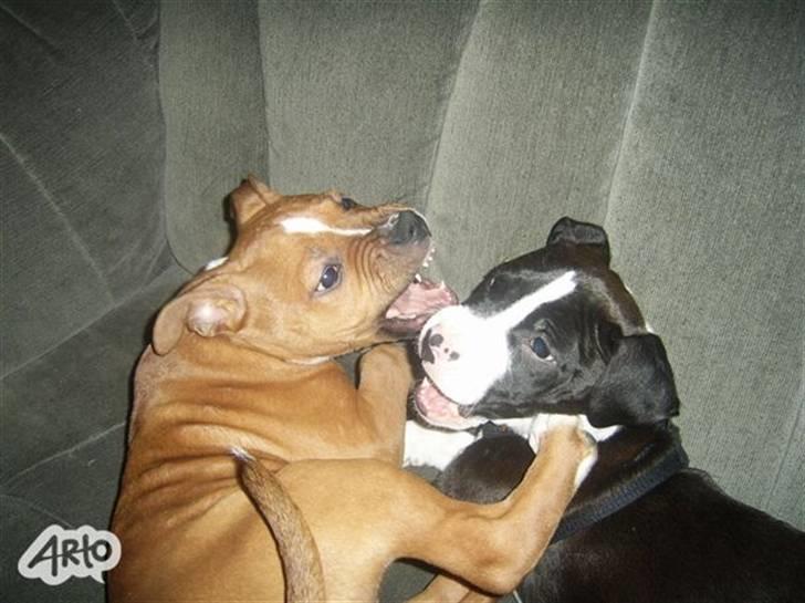 Amerikansk staffordshire terrier King billede 19