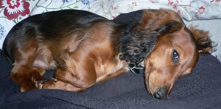 Dværggravhund  Anton  Himmelhund - En meget træt Anton !!! billede 19