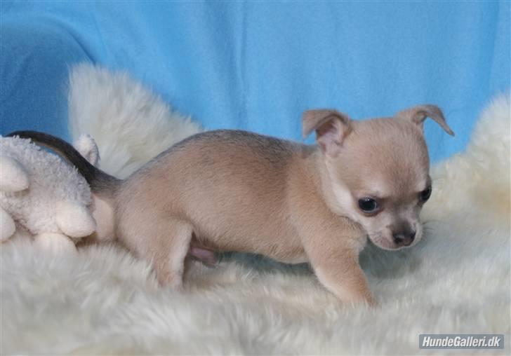 Chihuahua Ozzy - Ozzy - tidligere kendt som Bimmer, så fin han er!! billede 1