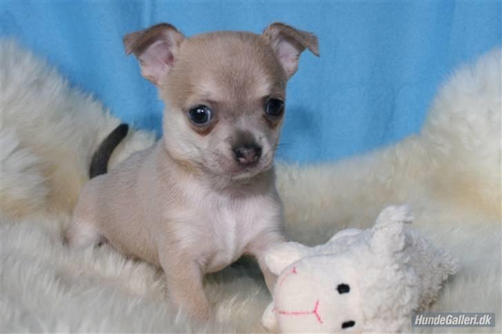 Chihuahua Ozzy - Er der overhovedet nogen der kan stå for sådan en lille frækkert? :o) billede 2