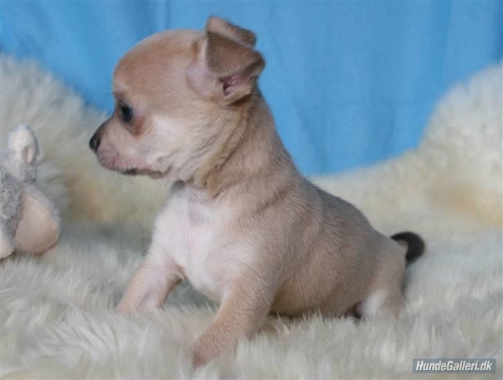 Chihuahua Ozzy billede 3