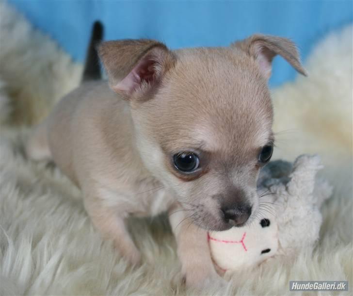 Chihuahua Ozzy billede 4