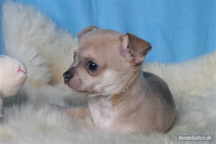 Chihuahua Ozzy billede 5
