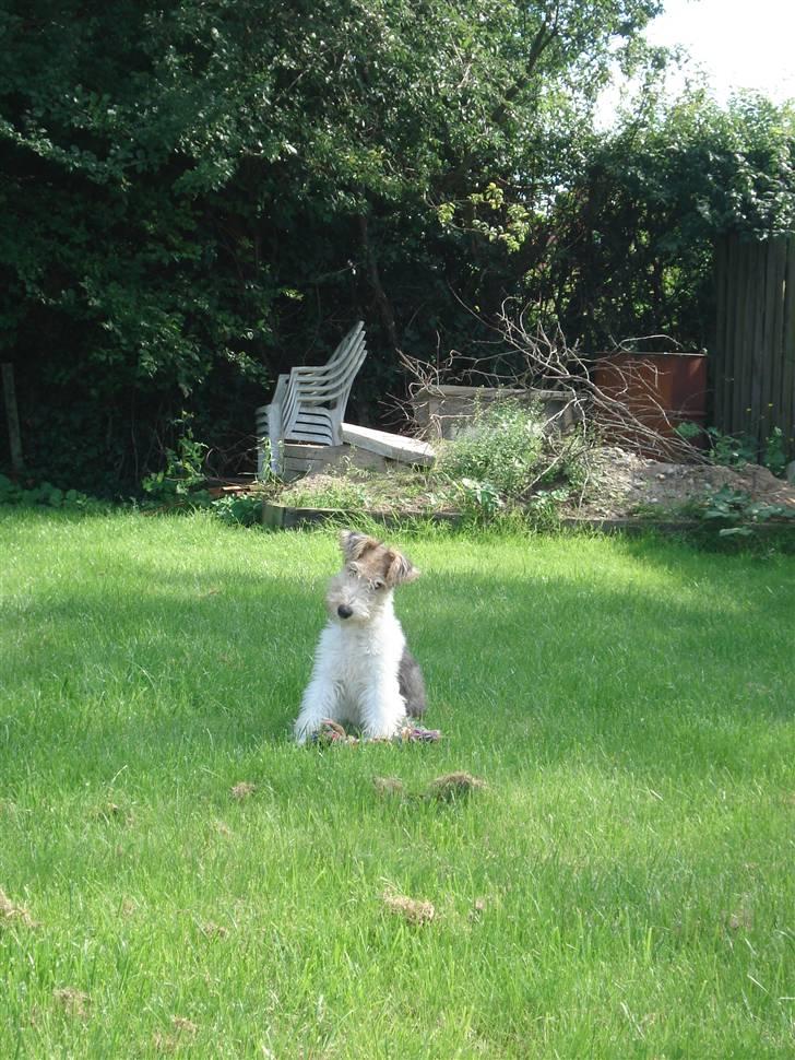 Ruhåret foxterrier Aura - Lille baby-Aura billede 1