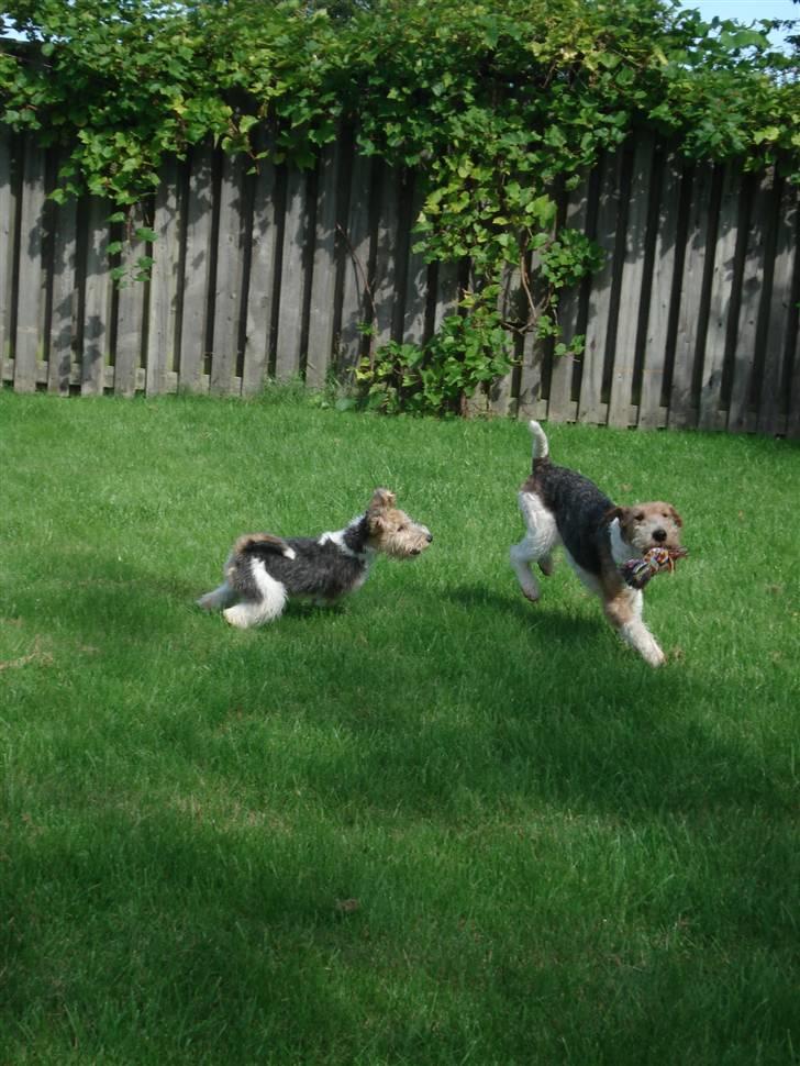 Ruhåret foxterrier Aura - Aura løber efter Uffe billede 2