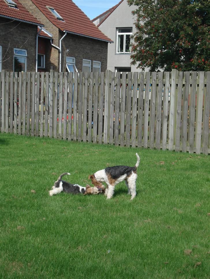 Ruhåret foxterrier Aura - Hvis nu jeg ligger mig ned, så kan det være at jeg kan ha´ legetøjet billede 3