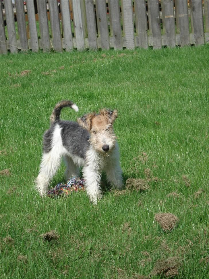 Ruhåret foxterrier Aura - se jeg fik det.. billede 4