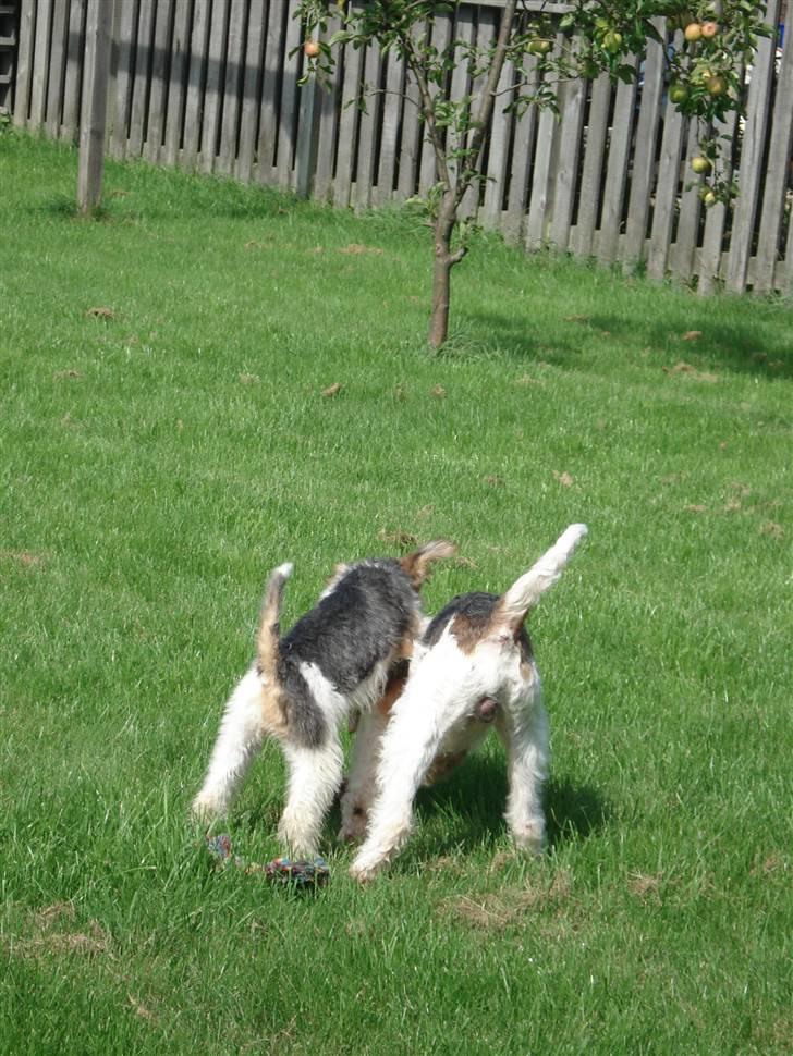 Ruhåret foxterrier Aura billede 5