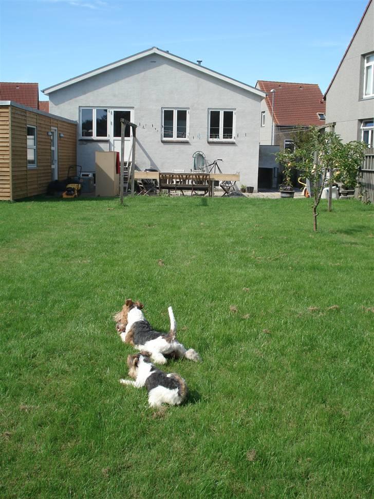 Ruhåret foxterrier Aura - Jeg er sikkert sej, hvis jeg gør som Uffe billede 7