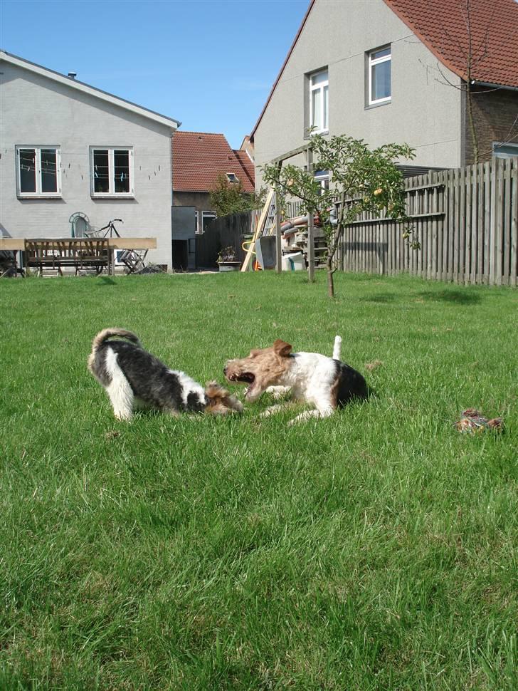 Ruhåret foxterrier Aura - Aarrr, nu bliver jeg spist!!! billede 8