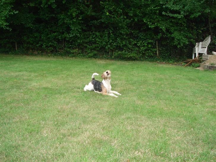 Ruhåret foxterrier UFFE billede 6