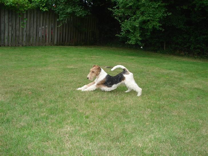 Ruhåret foxterrier UFFE billede 7