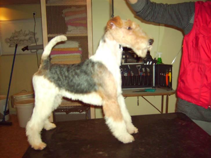 Ruhåret foxterrier UFFE - uffe 8 mrd billede 8