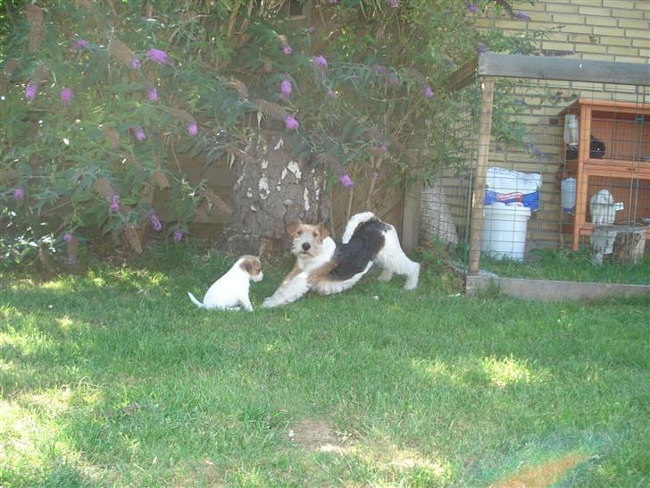 Ruhåret foxterrier UFFE billede 9