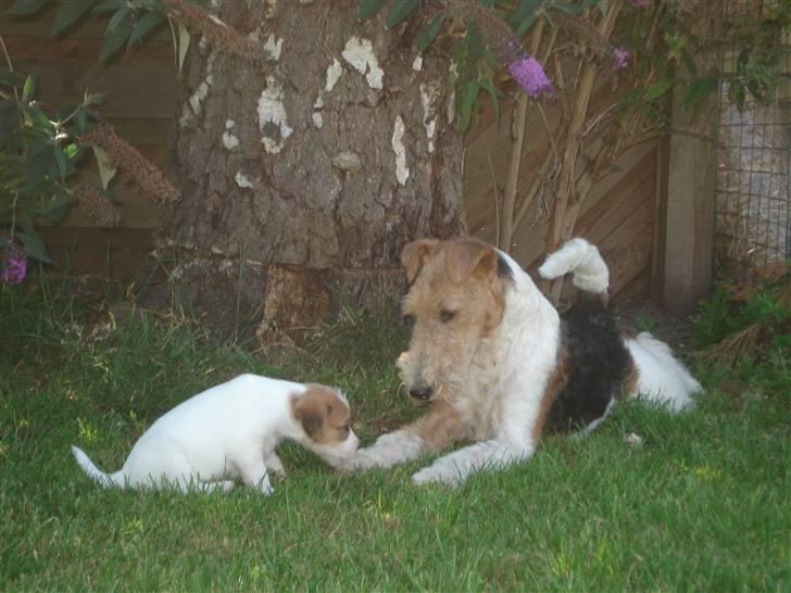 Ruhåret foxterrier UFFE billede 10