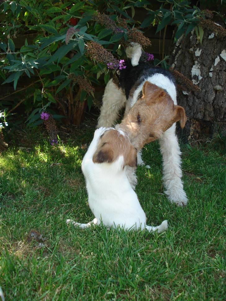 Ruhåret foxterrier UFFE billede 11