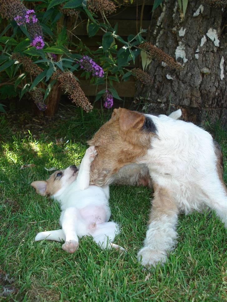 Ruhåret foxterrier UFFE billede 13