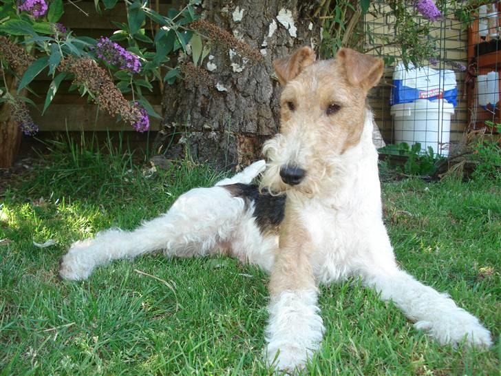 Ruhåret foxterrier UFFE billede 14