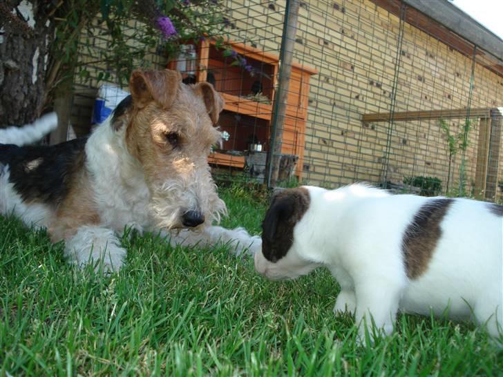 Ruhåret foxterrier UFFE billede 15