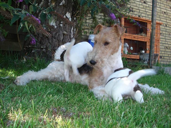 Ruhåret foxterrier UFFE billede 16