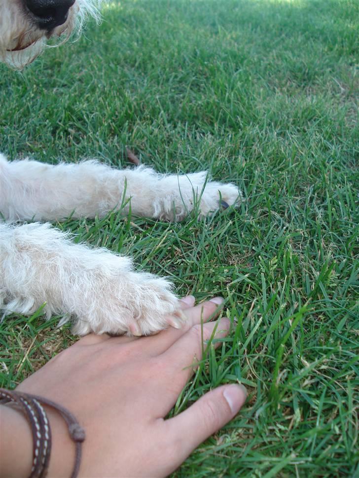 Ruhåret foxterrier UFFE billede 17