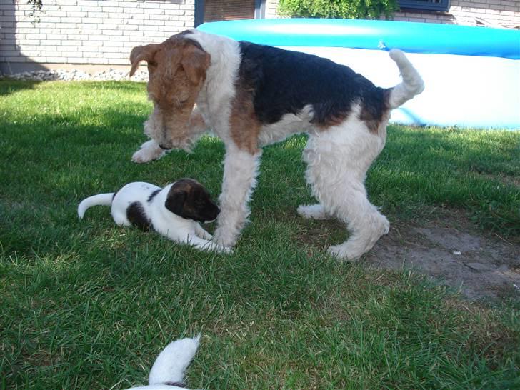 Ruhåret foxterrier UFFE billede 19