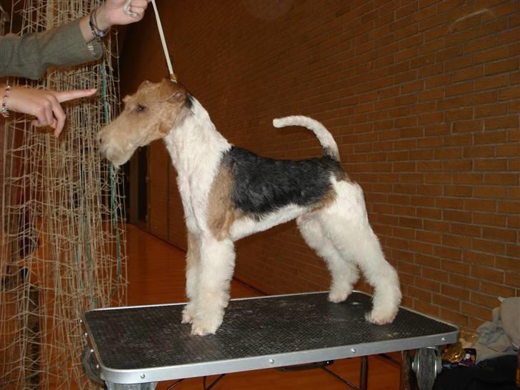 Ruhåret foxterrier UFFE billede 20