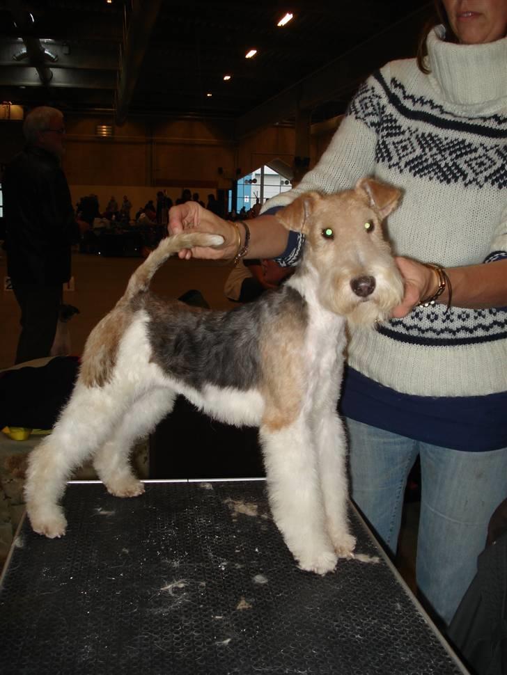 Ruhåret foxterrier Aura billede 9