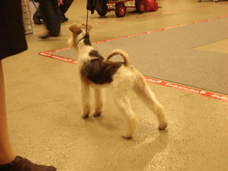 Ruhåret foxterrier Aura billede 10