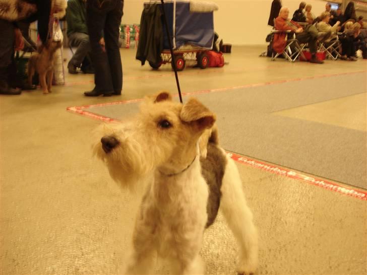 Ruhåret foxterrier Aura billede 11