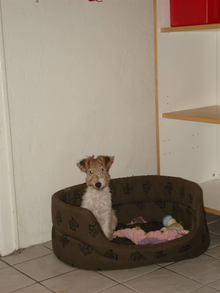 Ruhåret foxterrier Aura billede 12