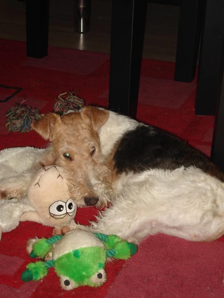 Ruhåret foxterrier Aura billede 13