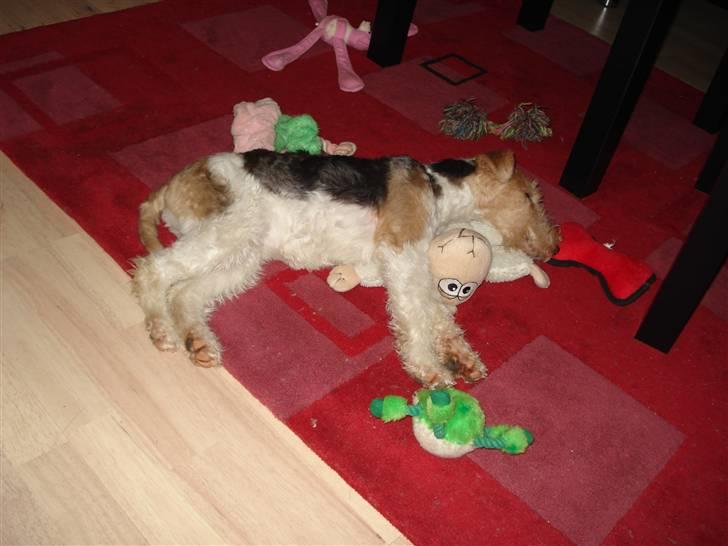 Ruhåret foxterrier Aura billede 14