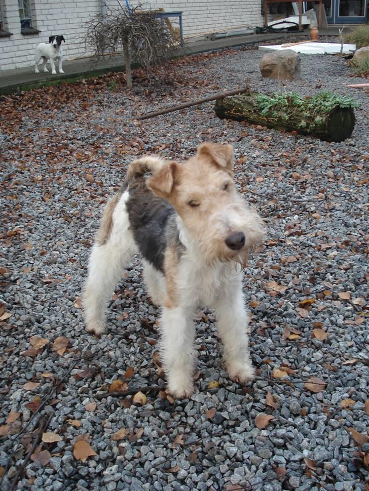 Ruhåret foxterrier Aura billede 15