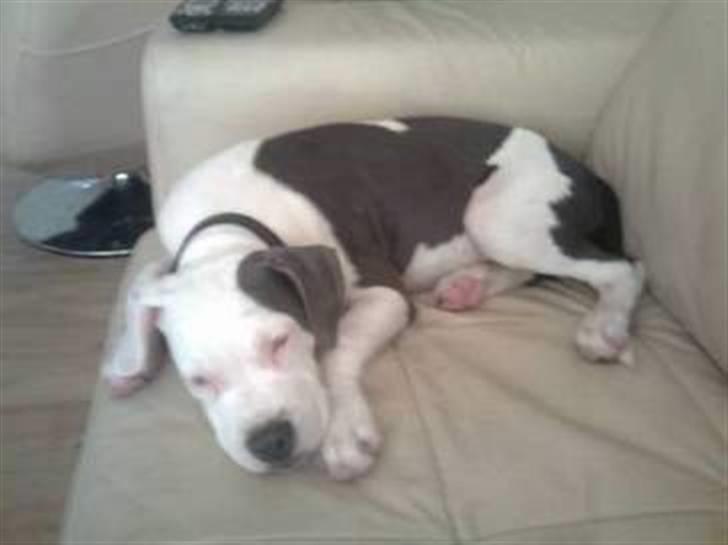 Amerikansk staffordshire terrier Rocky Solgt billede 10