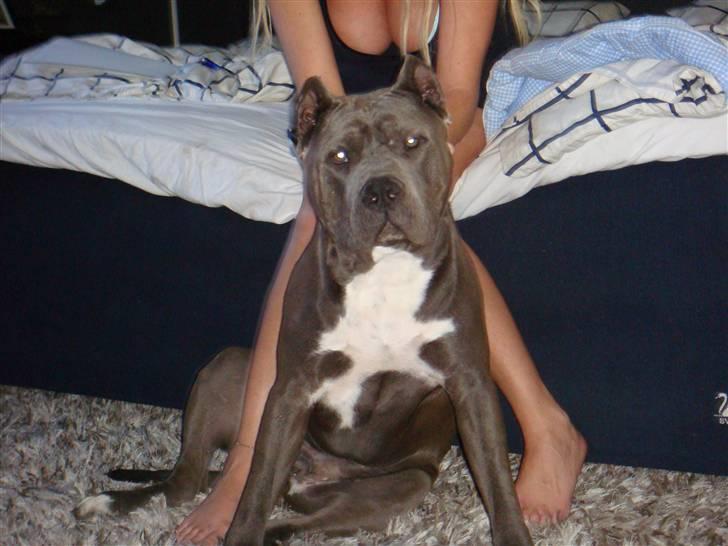 Amerikansk staffordshire terrier cosmo billede 14