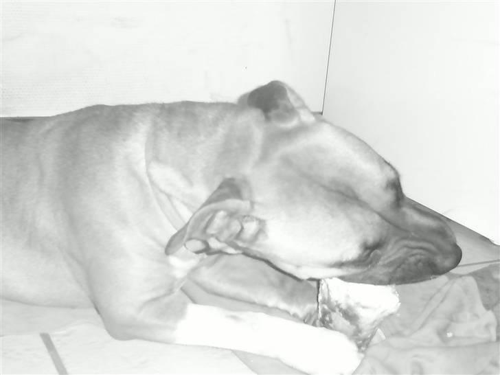 Amerikansk staffordshire terrier Berta billede 17