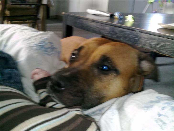 Amerikansk staffordshire terrier Berta billede 18