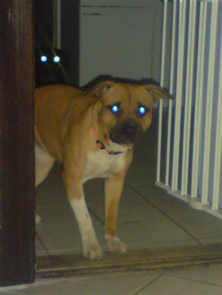 Amerikansk staffordshire terrier Berta billede 19