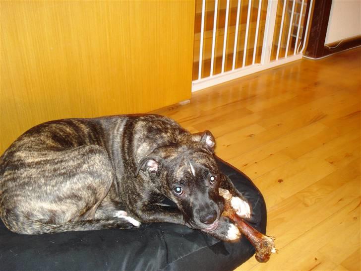 Amerikansk bulldog Elfrida (R.I.P.) billede 10