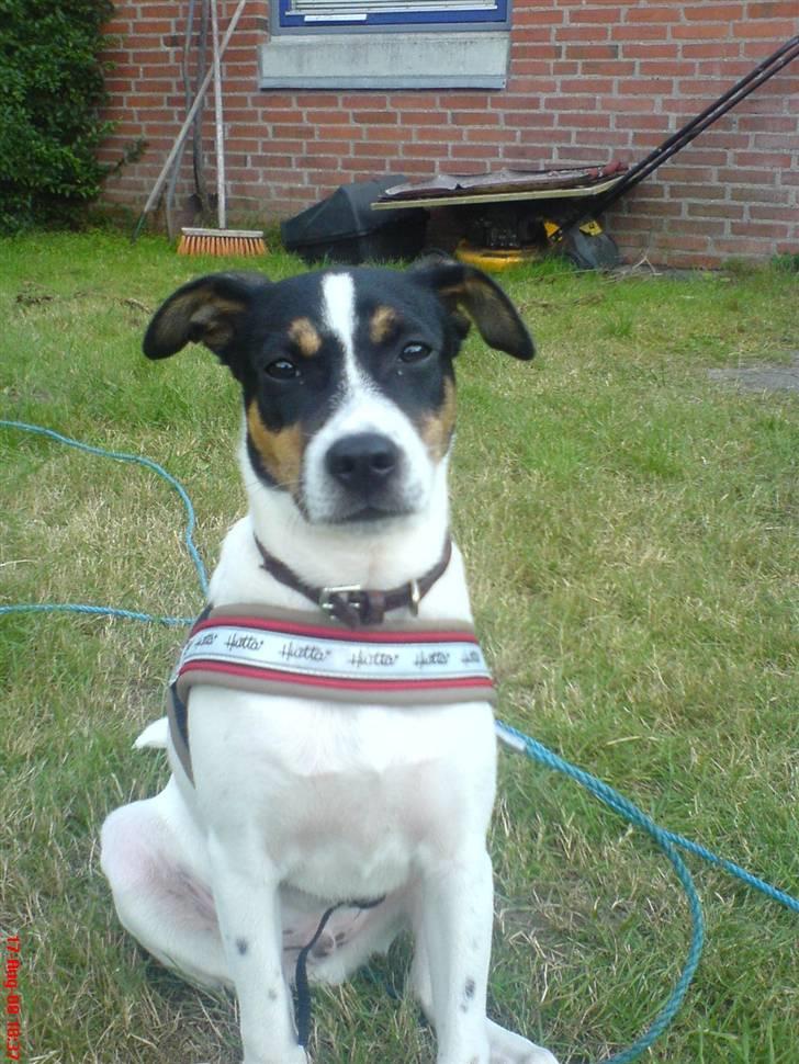 Dansk svensk gaardhund gustav:) - er jeg ikk fin:) billede 11