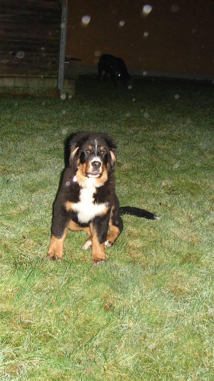 Berner sennenhund Bonzo - En tur i haven med Charlie billede 10