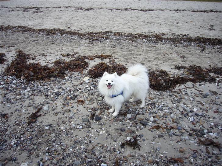 Japansk spids Yoshi - Strandtur billede 7