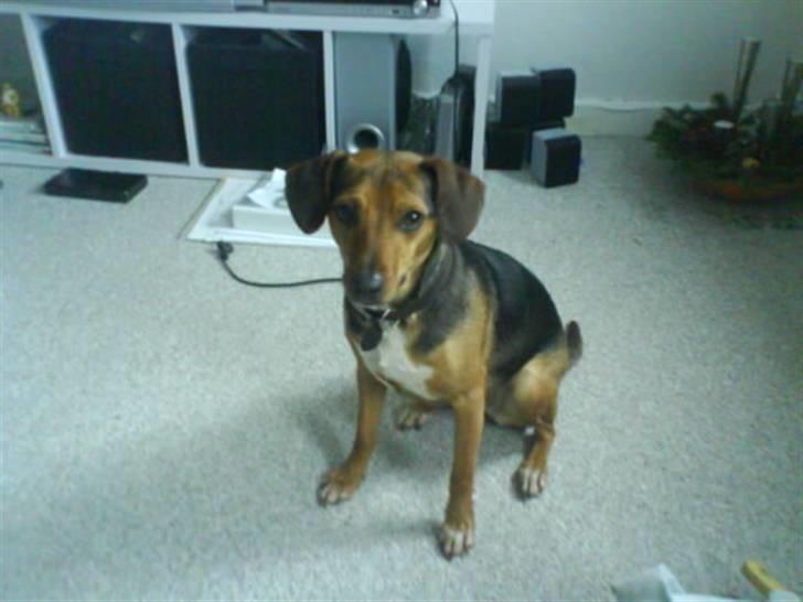 Blanding af racer Fie <3 - se mig li´ (: billede 3