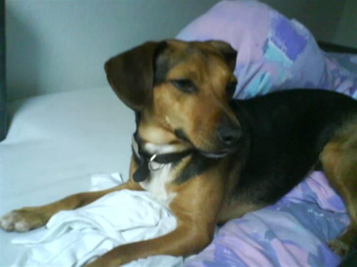 Blanding af racer Fie <3 - Bli færdi med at tage billeder.. (: billede 5